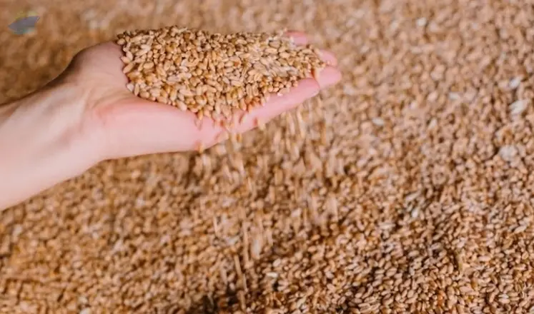 Wheat
