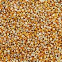 Corn