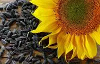 Sunflower Seeds