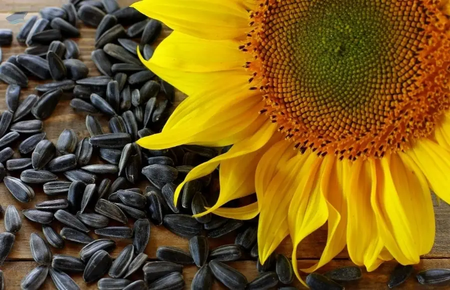 Sunflower Seeds