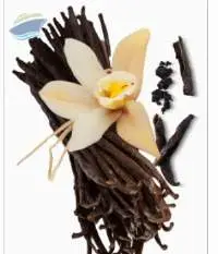 Vanilla