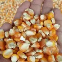 Yellow Corn Animal Feed (Maize)