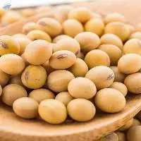 Soybean GMO/Non GMO