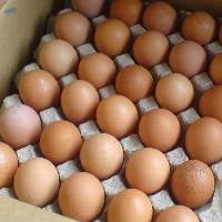 Chicken Eggs