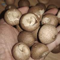 Betel Nut