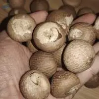 Betel Nut