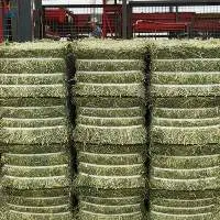Alfalfa Hay For Animal feeding /Lucerne Hay