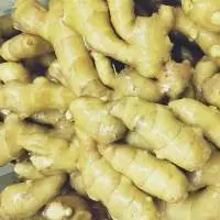 Fresh Ginger Bulk Supply