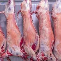 Frozen Beef, Lamb, Offal, Sheep