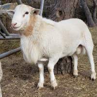Boer Goat