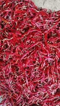 Dried Red Chilly