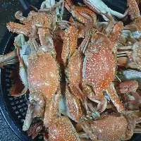 Blue swimming crab