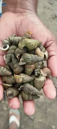 Live Horn Shell