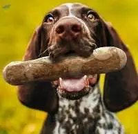 Coffee Wood Dog Chew Natural