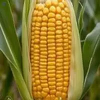 Yellow Corn