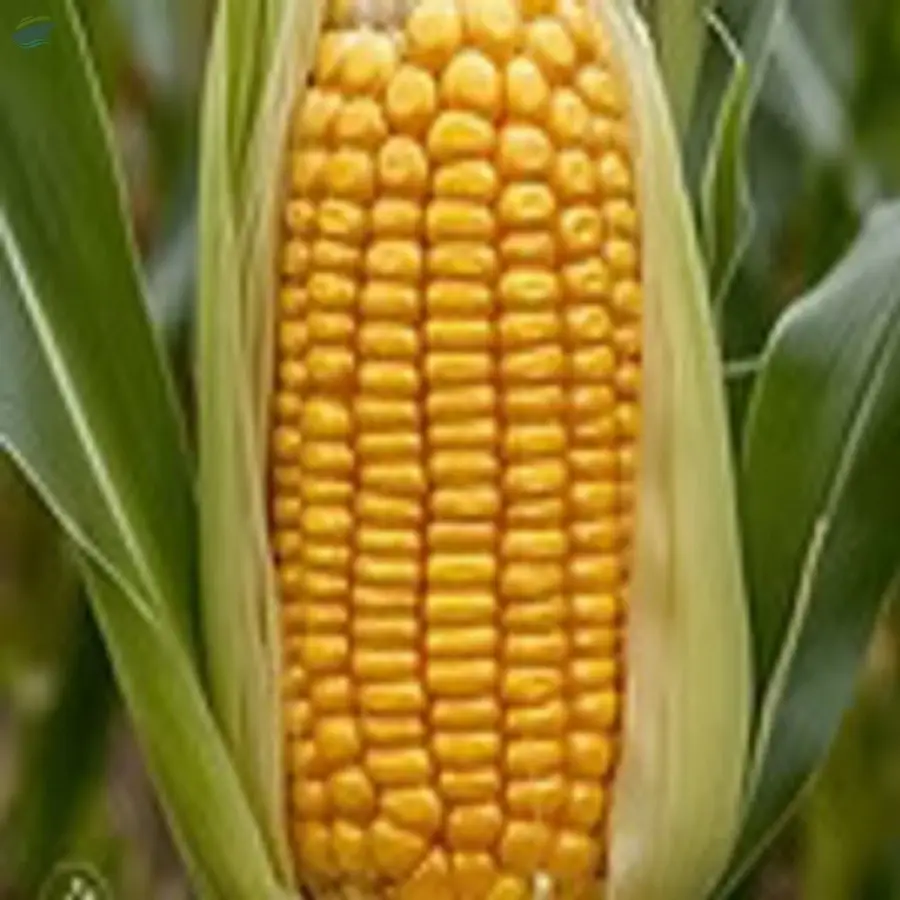 Yellow Corn