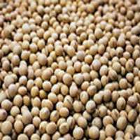 Soybean