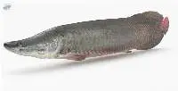 Frozen Pirarucu Fish
