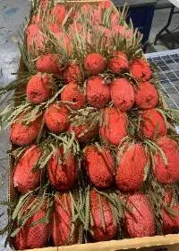 Dyed Banksia Flowers