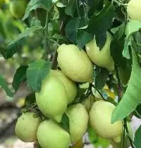 Fresh fruit