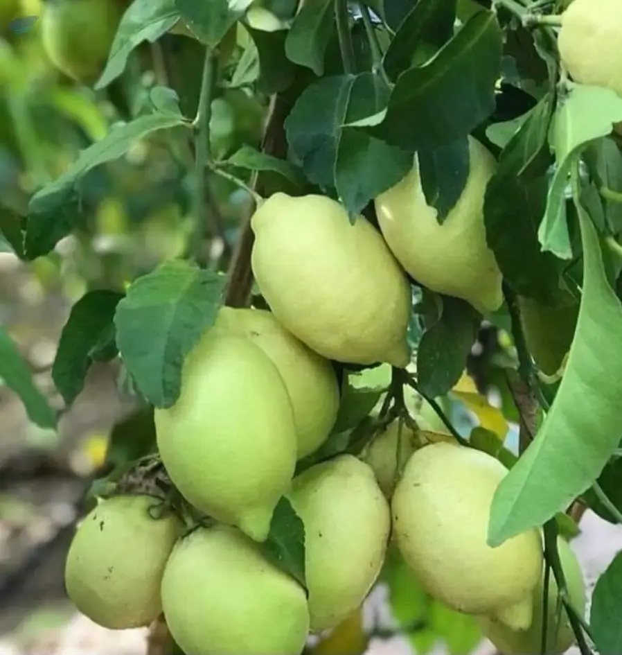 Fresh fruit
