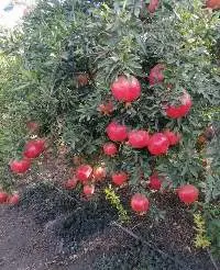 Fresh fruit