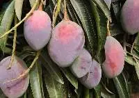 Fresh fruit