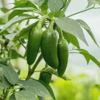 Hot Peppers