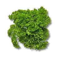 Parsley Curled