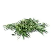 Rosemary