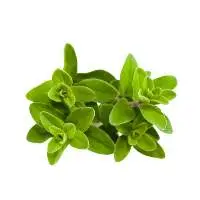 Marjoram