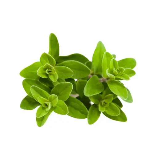 Marjoram