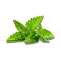 Green Mint