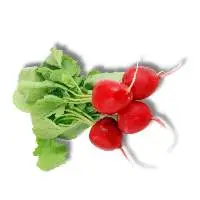 Red Radish