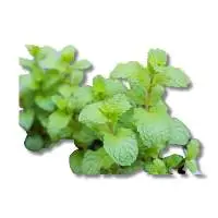 Papermint