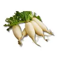White Radish