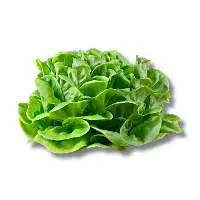 Batavia lettuce