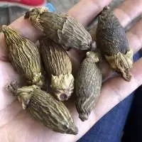 Dry Betel Nuts
