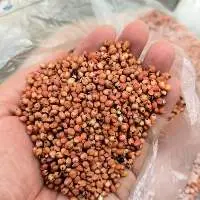 Premium Red Sorghum