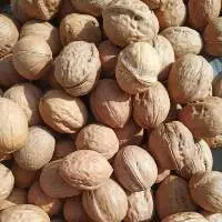 Walnut Kernels