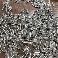 Sunflower Seeds