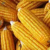 Yellow Corn maize