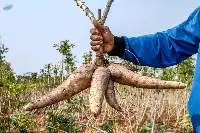 Cassava