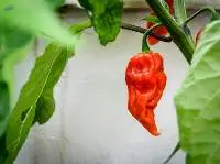 Bhut Jolokia  The Hottest Chilly In The World