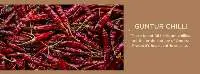Guntur Chilly The Spice Of The South
