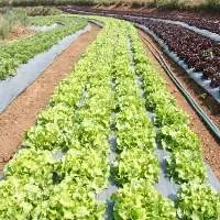 Agricultural Film (Black & Gray)