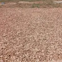 Dry Split Ginger
