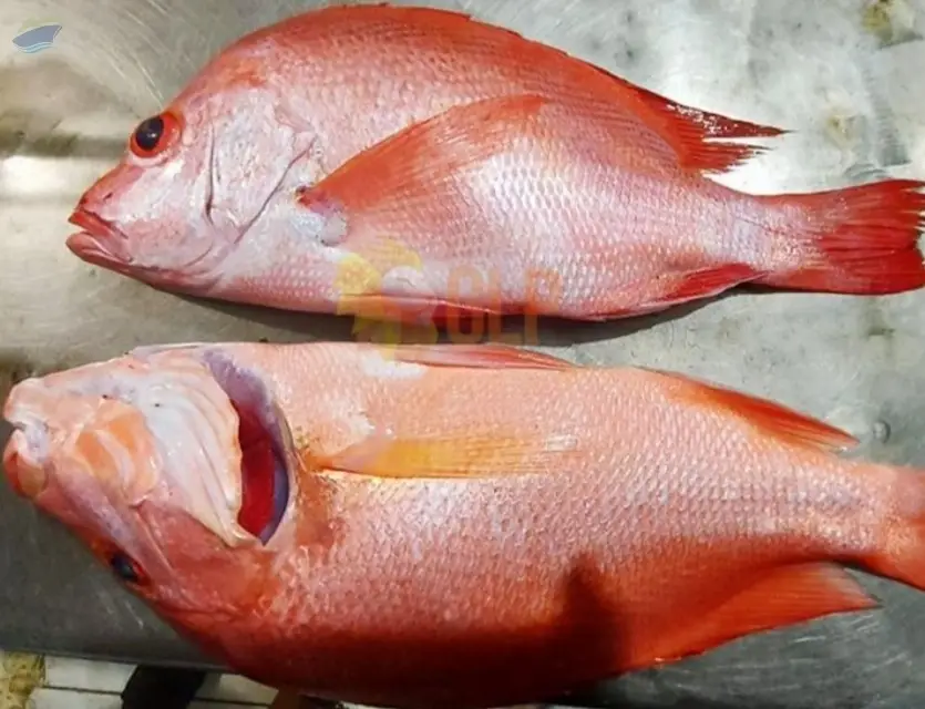 Red Snapper (Frozen and Fresh)