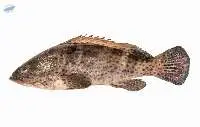 Grouper (Frozen & Fresh)