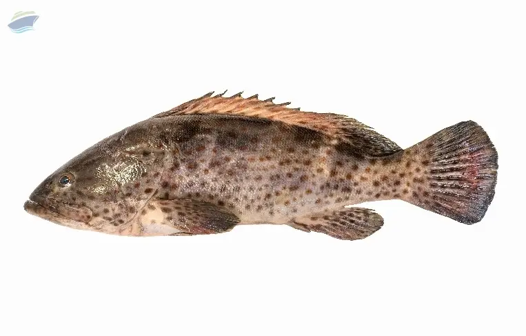 Grouper (Frozen & Fresh)